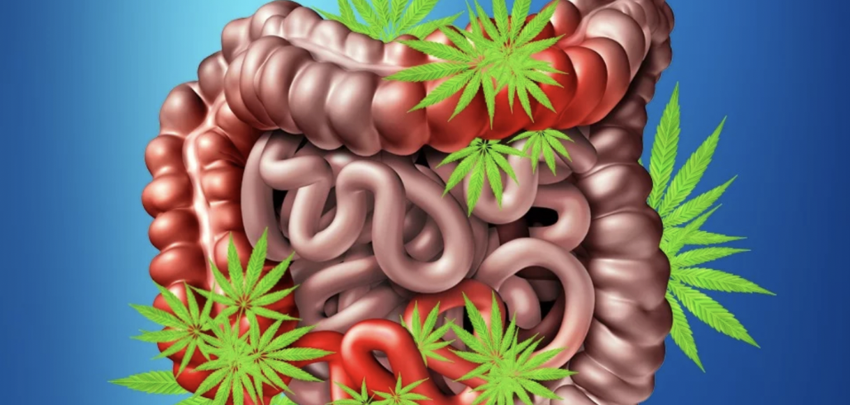 intestino e cerebro estresse crônico