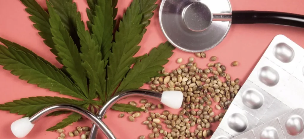 cannabis para dor crônica uso medicinal
