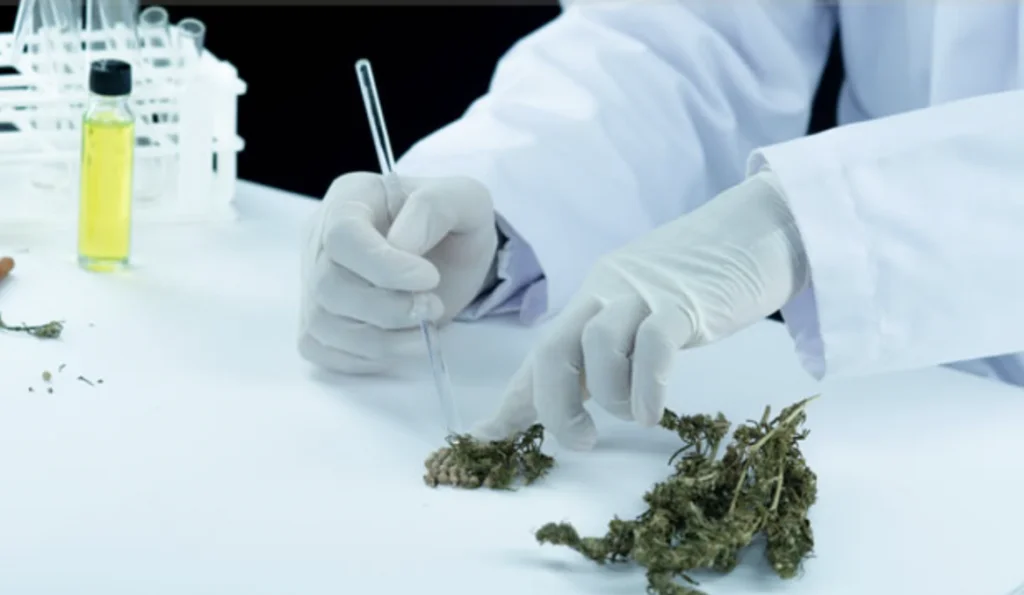 evidencias clinicas dor cronica canabinoides