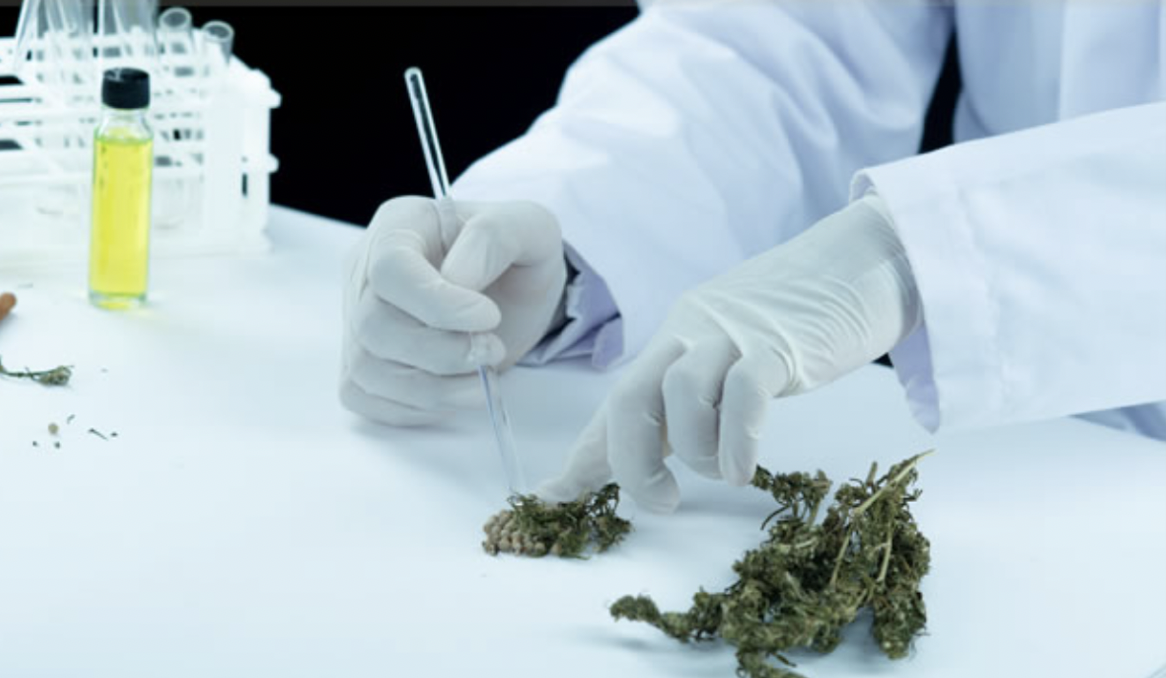 evidencias clinicas dor cronica canabinoides