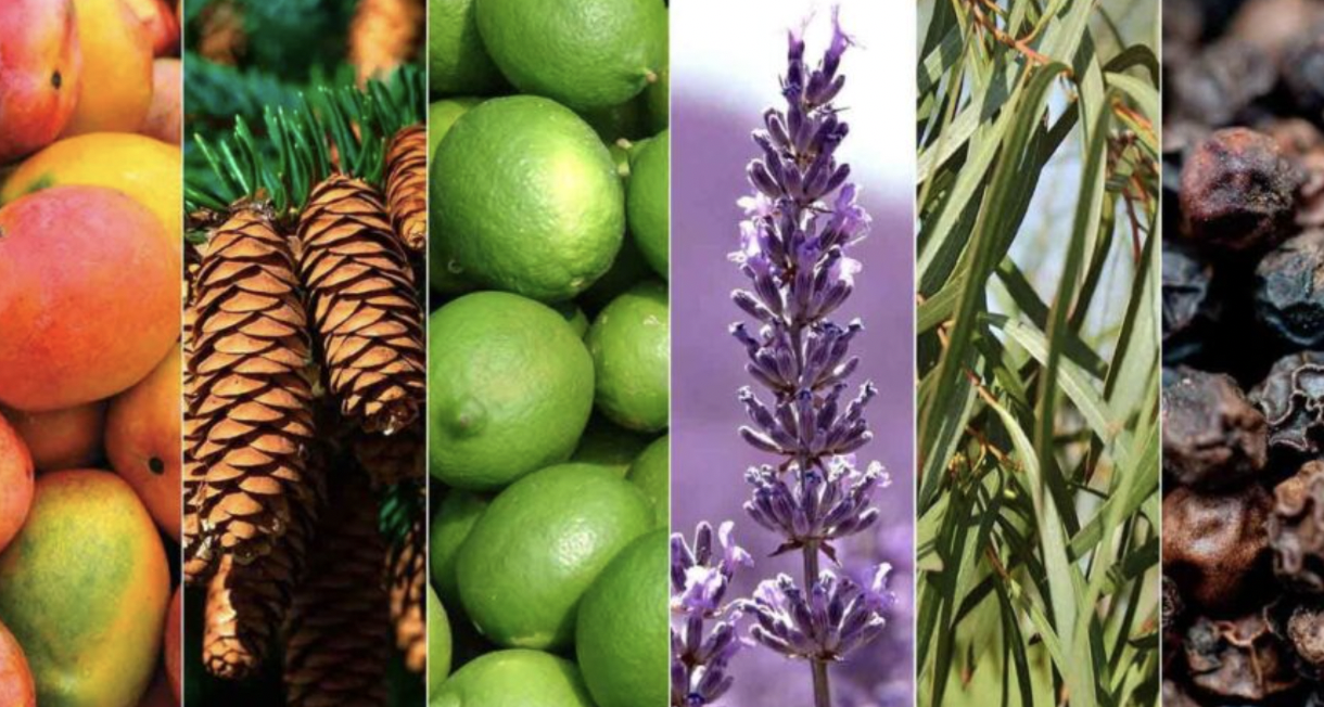 terpenos da cannabis para a dor crônica