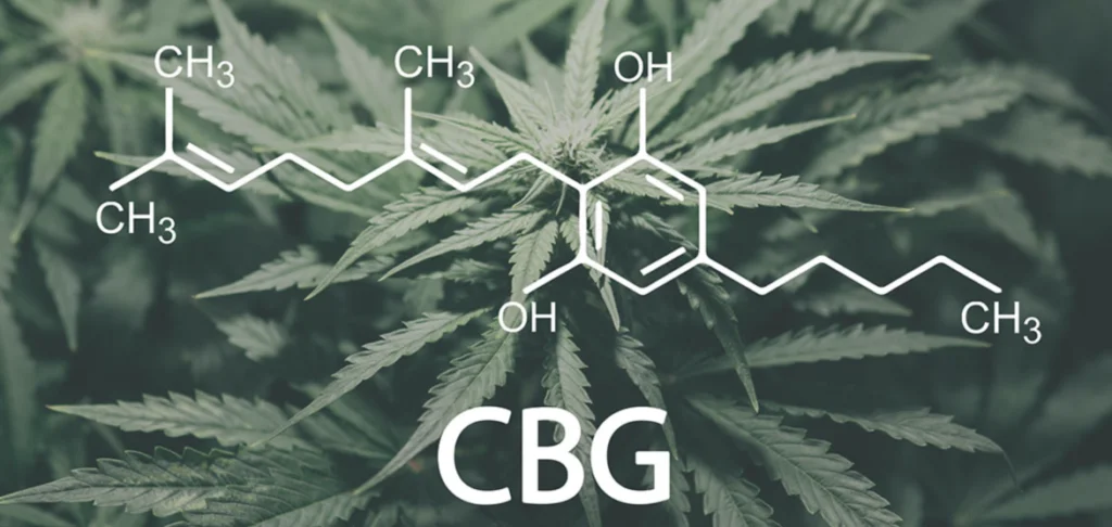canabigerol e seu mecanismo de ação indicações