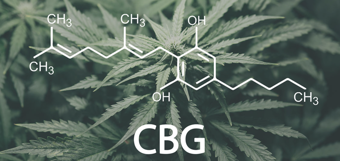 canabigerol e seu mecanismo de ação indicações