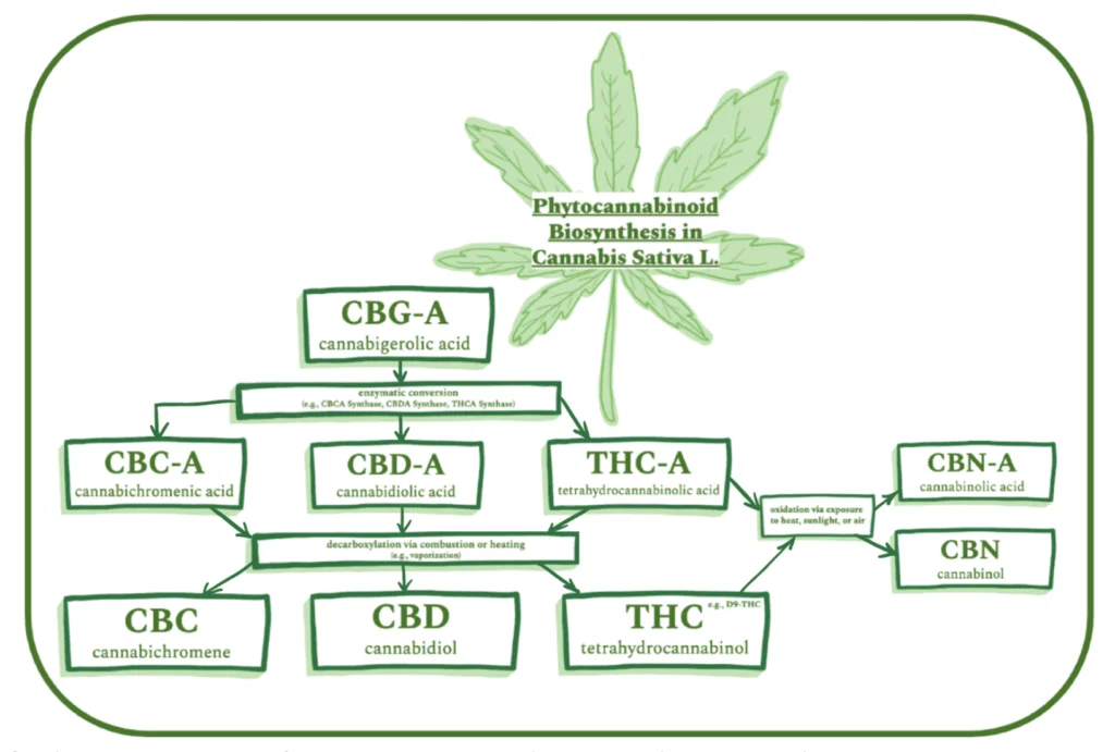 biossintese canabinoides