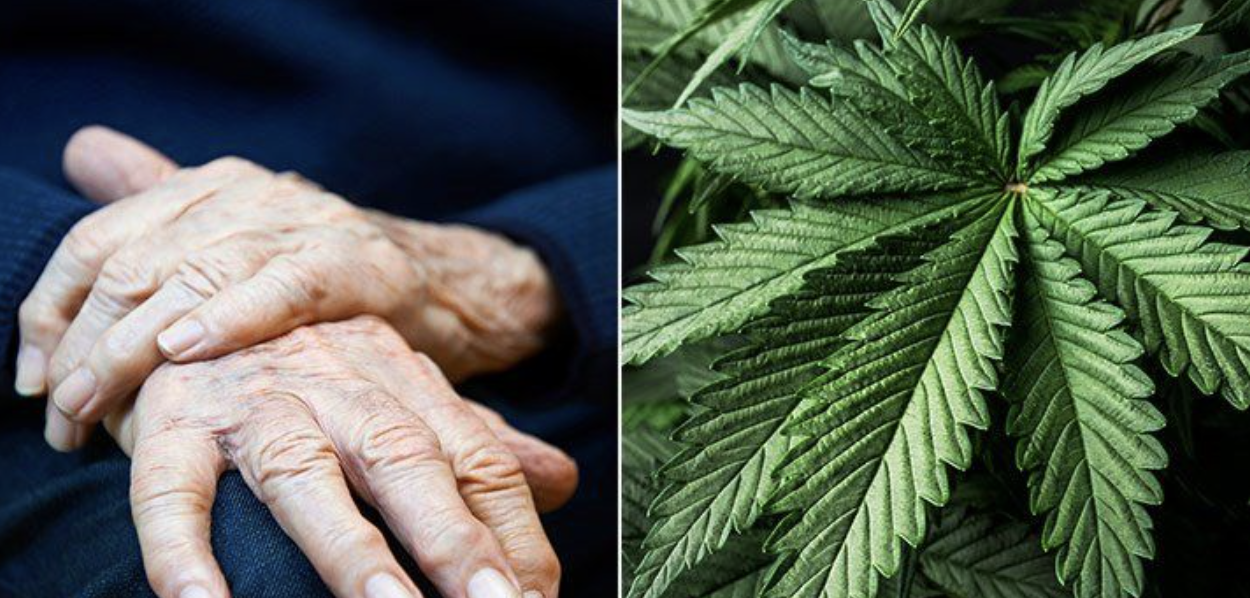canabinoides para o parkinson