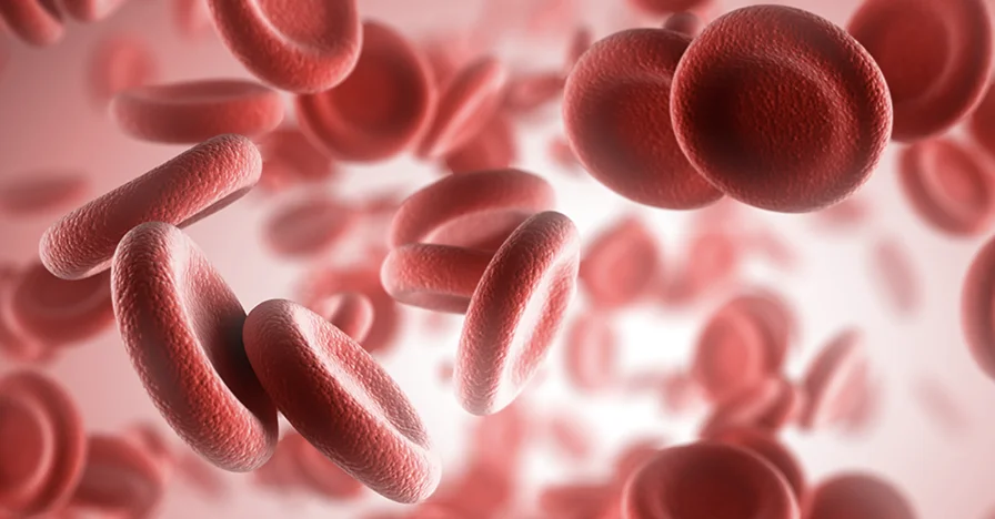 celulas sanguineas e endocanabinoides