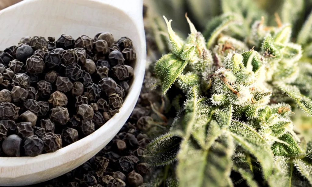 beta-cariofileno canabidiol