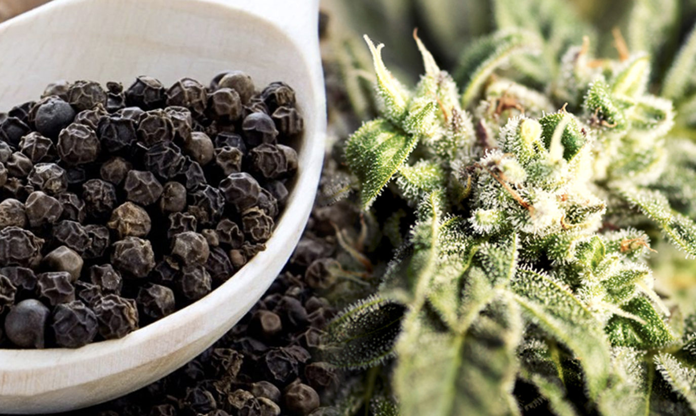 beta-cariofileno canabidiol