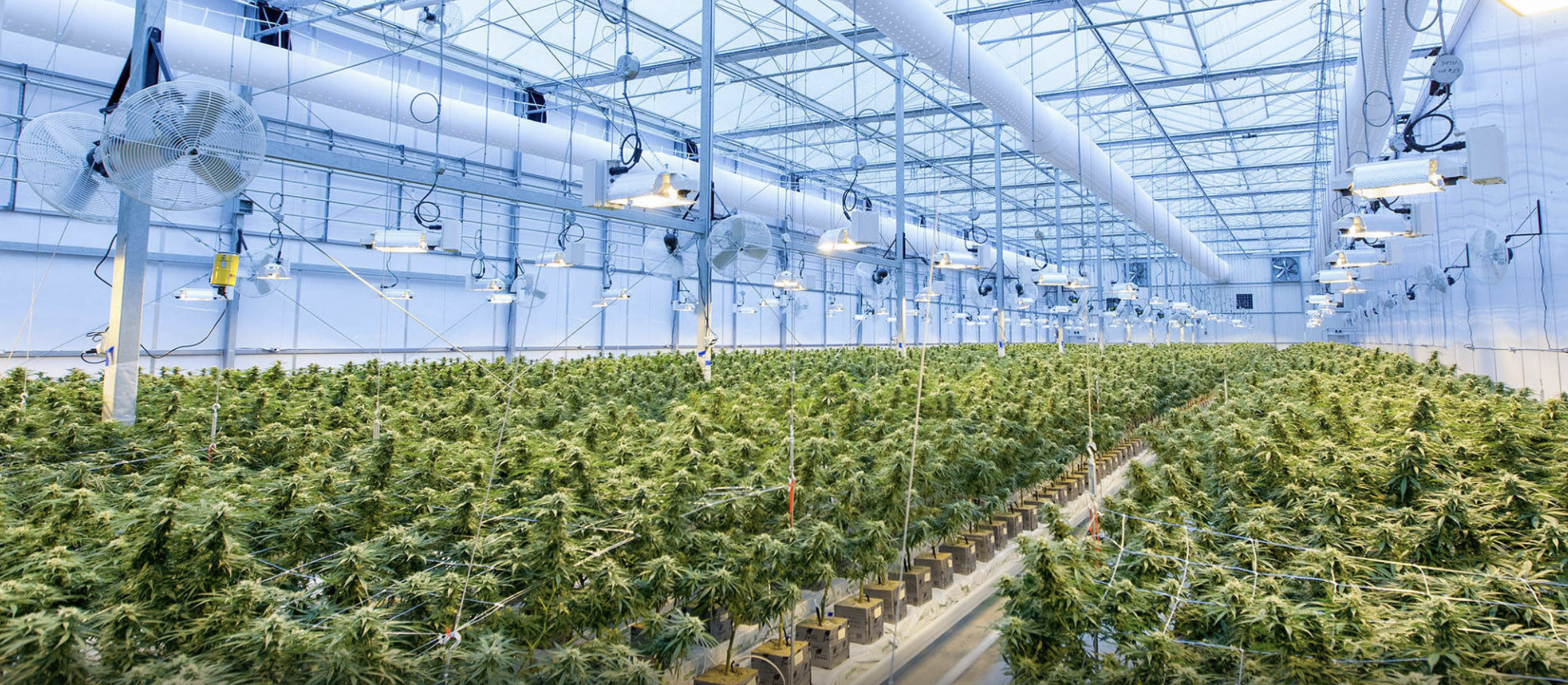 entraves para pesquisas com canabinoides