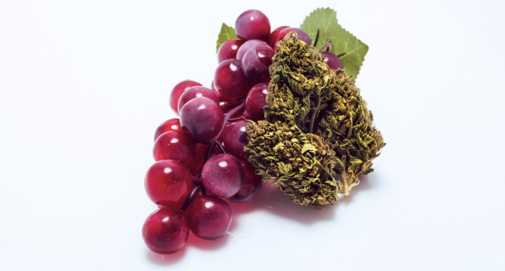 resveratrol e cannabis