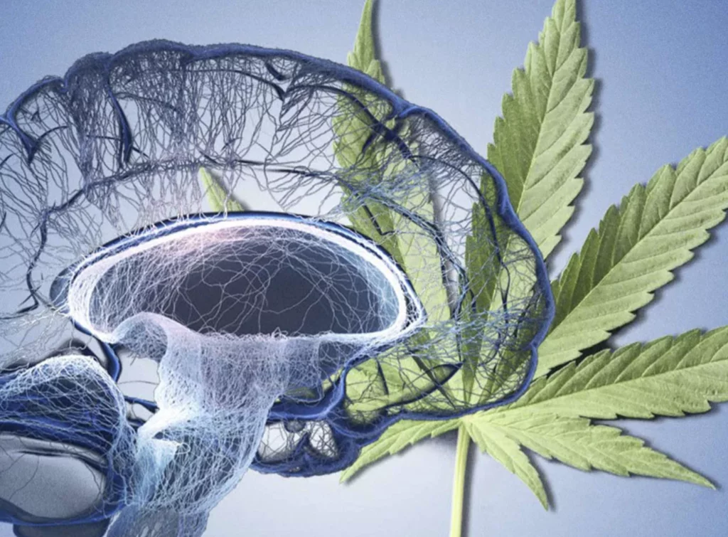 cannabis no alzheimer