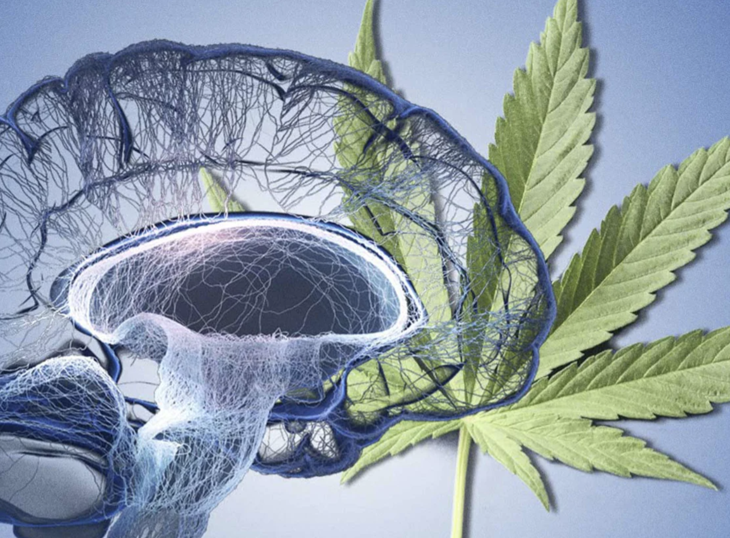 cannabis no alzheimer