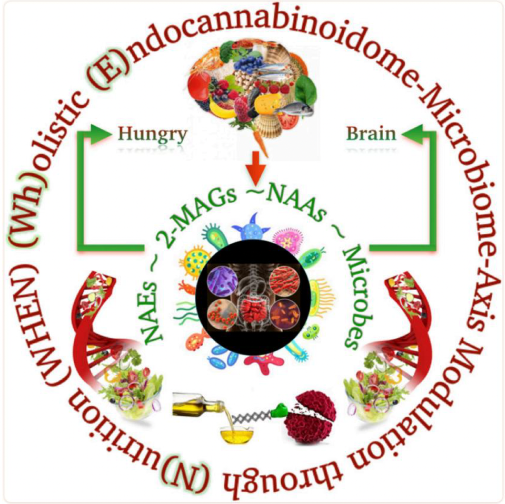 microbioma-endocanabinoidoma-na-obesidade