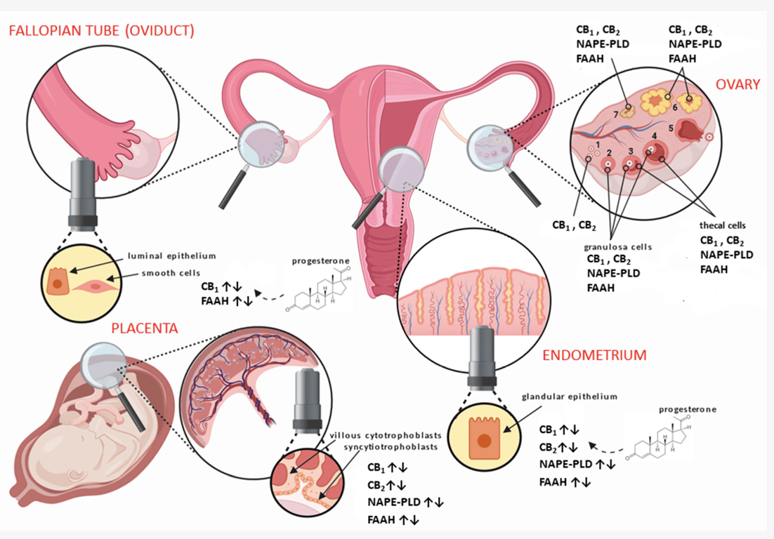 endometriose e endocanabinoides