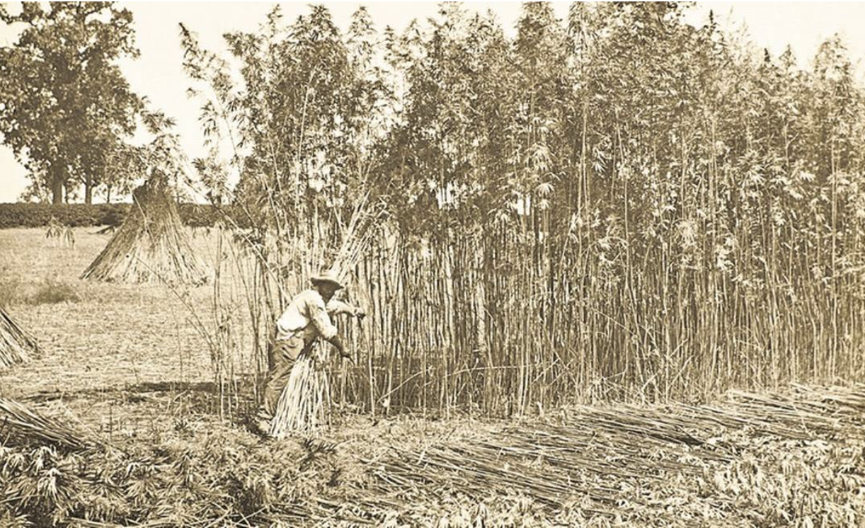 cultivo de canhamo no brasil